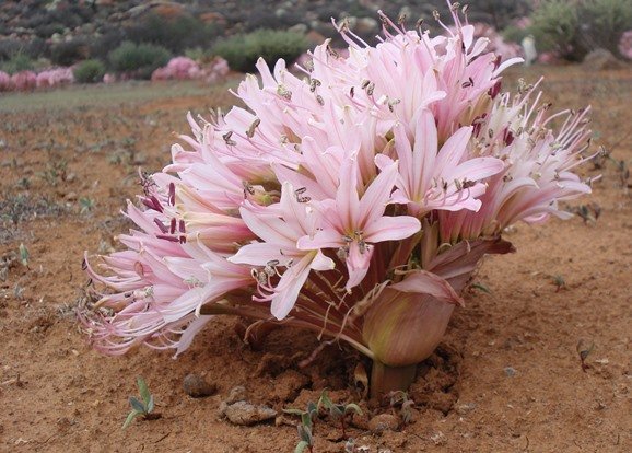 Brunsvigia bosmaniae flowers open, peduncle short